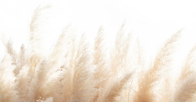 The Importance of Spinal Health for Overall Wellness image